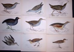 Job-Lot Rev Morris Plovers, Crake, Stints, Rail, Peep1888 Antique Lithographs -22.