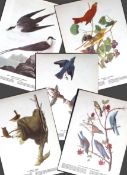 Job-Lot John James Audubon Birds of America 72-Year-Old Coloured Book Plates-36