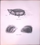Studies Of The Hedgehog Rare Limited-Edition J.G. Millais Antique Print.