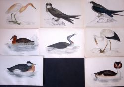 Job-Lot Rev Morris Heron, Swift, Swallow, Stork, 1888 Antique Lithographs-29.