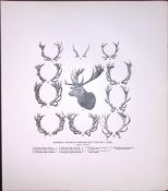 Warning Court Stag Antlers Rare Limited-Edition JG Millais Antique Print.