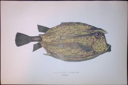 Four-Horned Trunkfish Scarce Antique 1877 J. Couch Woodblock Engraving-152