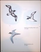 Wilson's Birds of the Antarctic Vintage Petrel Seabird Illustrations 8.