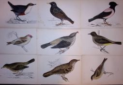 Job-Lot Rev Morris Starling, Thrush, Redpole, Dipper 1888 Antique Lithographs-19.