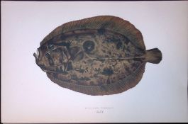Muller’s Topknot Fish Scarce Antique 1877 J. Couch Woodblock Engraving-169