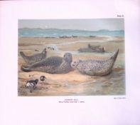 Common Seal Adults Winter Rare Limited-Edition Coloured Antique Print