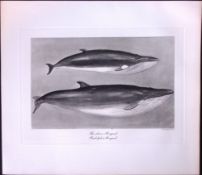 Lesser & Rudolphis Rorqual Whales Rare Limited-Edition Antique Print.