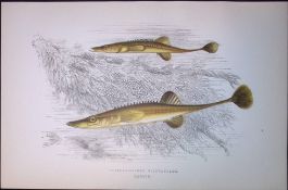 15 Spined Stickleback Fish Scarce Antique 1877 J. Couch Woodblock Engraving-187