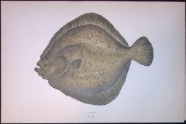 Turbot Fish Scarce Antique 1877 J. Couch Woodblock Engraving-164
