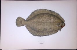 Smear Dab Fish Scarce Antique 1877 J. Couch Woodblock Engraving-174