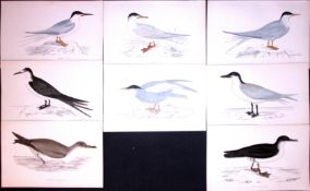Job-Lot Rev Morris Terns, Shearwaters, 1888 Antique Lithographs-34.