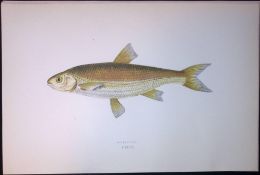 Graining Fish Scarce Antique 1877 J. Couch Woodblock Engraving-134
