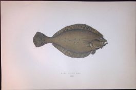 Long Rough Dab Fish Scarce Antique 1877 J. Couch Woodblock Engraving-163