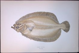 Sail Fluke Fish Scarce Antique 1877 J. Couch Woodblock Engraving-167