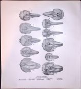 Skulls Odontoceti or Toothed Whales Rare Limited-Edition Antique Print.