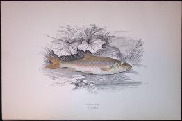 Dudgeon Fish Scarce Antique 1877 J. Couch Woodblock Engraving-128