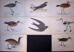 Job-Lot Rev Morris Bittern, Sandpiper, Avocet, Godwit, 1888 Antique Lithographs -26.