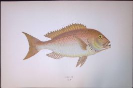 Dexter Marine Fish Scarce Antique 1877 J. Couch Woodblock Engraving-190