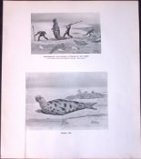 Newfoundland Seal Hunters Limited-Edition J.G. Millais Antique Print.