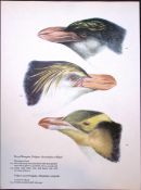 Wilson's Birds of the Antarctic Vintage Royal Penguin Illustrations 1.