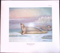 The Ringed Seal Rare 121 Years-Old Limited-Edition Coloured Antique Print