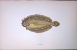 Ekstrom’s Topknot Fish Scarce Antique 1877 J. Couch Woodblock Engraving-171