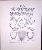 The Antlers of a Stag Rare 121 Years-Old Limited-Edition Antique JG Millais Print.