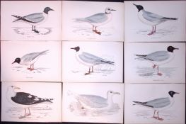 Job-Lot of 14 Rev Morris The Gull Family Antique Lithographs 13.