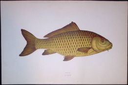 Carp Fish Scarce Antique 1877 J. Couch Woodblock Engraving-127