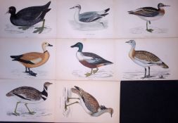 Job-Lot Rev Morris Bustard, Coot, Phalarope, Shieldrake 1888 Antique Lithographs -23.