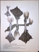 Wilson's Birds of the Antarctic Vintage The Skua Species Illustrations 2.