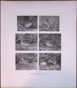 Field Voles Selection Rare Limited-Edition J.G. Millais Antique Print.