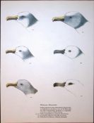 Wilson's Birds of the Antarctic Vintage The Albatross Family Illustrations 5.
