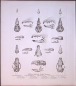 Skulls & Teeth Insectivore Rare 121 Years-Old Limited-Edition Antique Print