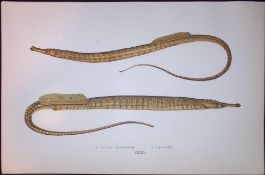 Ocean & Variety Pipefish Scarce Antique 1877 J. Couch Woodblock Engraving-150
