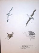 Wilson's Birds of the Antarctic Vintage The Albatross Family Illustrations 6.
