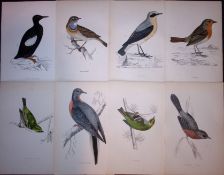 Job-Lot Rev Morris Guillemot, Red & Blue Breast, Warbler, 1888 Antique Lithographs-32.