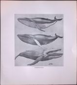 Humpback Whale Species Rare Limited-Edition J.G. Millais Antique Print.