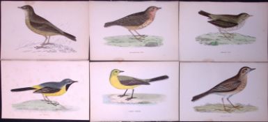 Job-Lot Rev Morris The Wagtail & Pipit Family Breeds Antique Lithographs 12.
