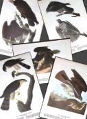Job-Lot John James Audubon Birds of America 72-Year-Old Coloured Book Plates-24