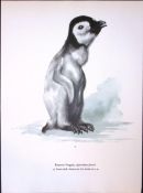 Wilson's Birds of the Antarctic Vintage Emperor Penguins Illustrations 7.