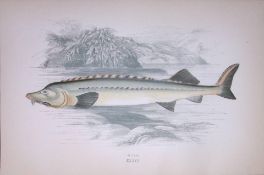 Beluga Sturgeon Huso Fish Scarce Antique 1877 J. Couch Woodblock Engraving-185