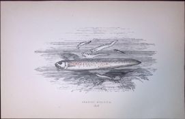 Bearded Ophidium Fish Scarce Antique 1877 J. Couch Woodblock Engraving-199