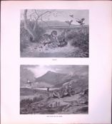 Wild Cats On the Move Rare Limited-Edition J.G. Millais Antique Print