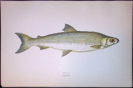 Pollan Fish Scarce Antique 1877 J. Couch Woodblock Engraving-141