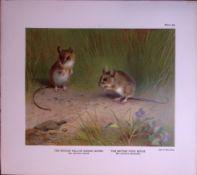 British Yellow Necked Mouse Rare Limited-Edition J.G. Millais Antique Print.
