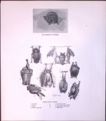Various Bats In Repose Rare 21 Years-Old Limited-Edition J.G. Millais Antique Print.
