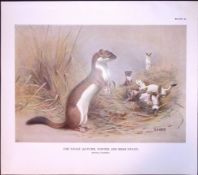 The Irish Stoat Autumn & Winter Rare 121 Years-Old Limited-Edition Antique Print