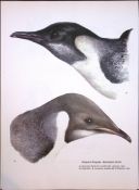 Wilson's Birds of the Antarctic Vintage Emperor Penguins Illustrations.1