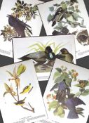 Job-Lot John James Audubon Birds of America 72-Year-Old Coloured Book Plates-28